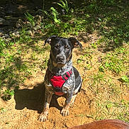 Bandit joined the competition — help win amazing prizes! dog, outdoor, sunlight, sand, greenery, nature, pet, canine, harness, brown_dog, black_dog, grass, plants, animal, daylight, forest_floor, sniffing, two_dogs, shadow, playful