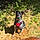 Bandit