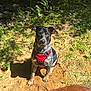 dog, outdoor, sunlight, sand, greenery, nature, pet, canine, harness, brown_dog, black_dog, grass, plants, animal, daylight, forest_floor, sniffing, two_dogs, shadow, playful