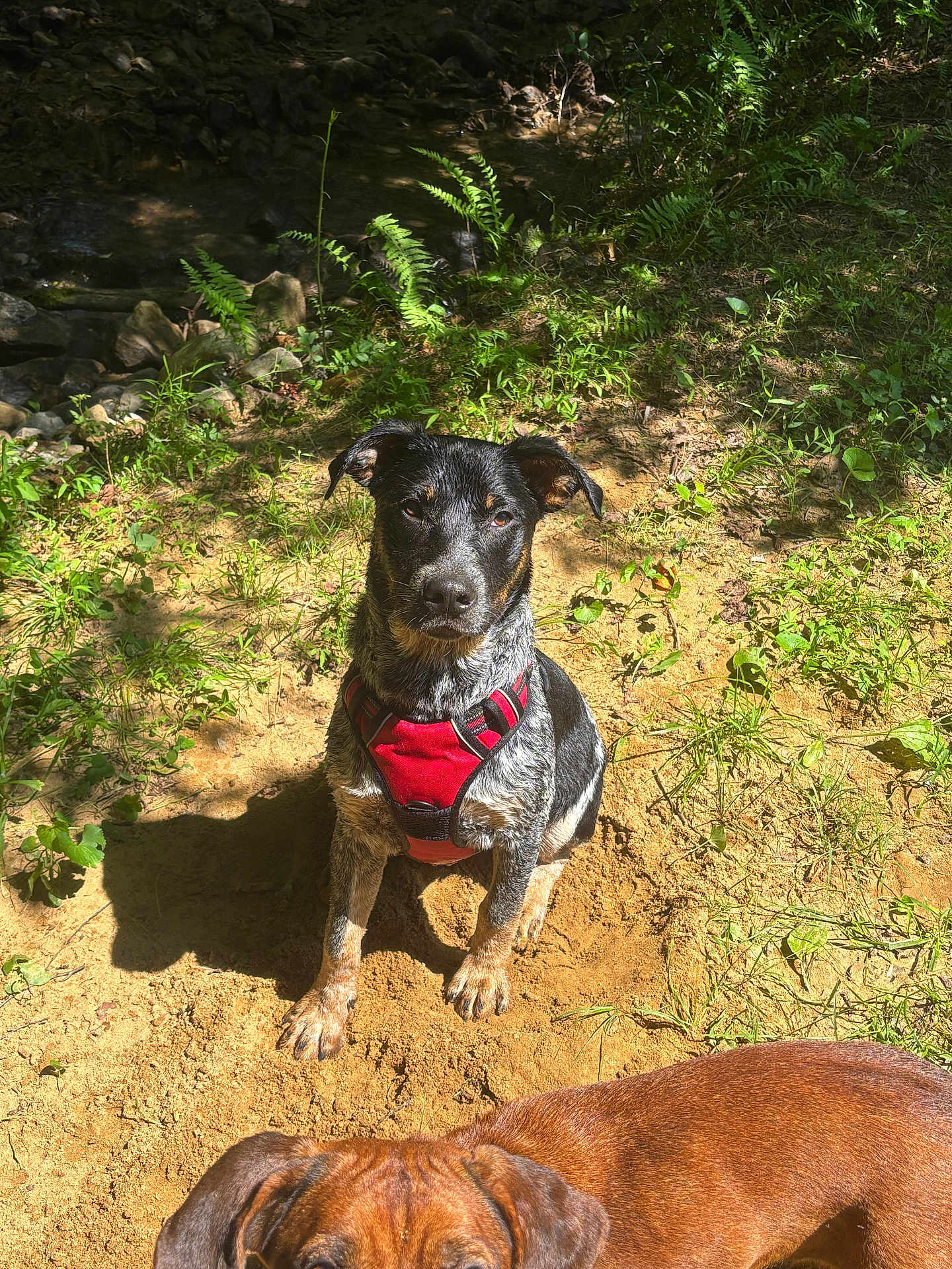 Bandit