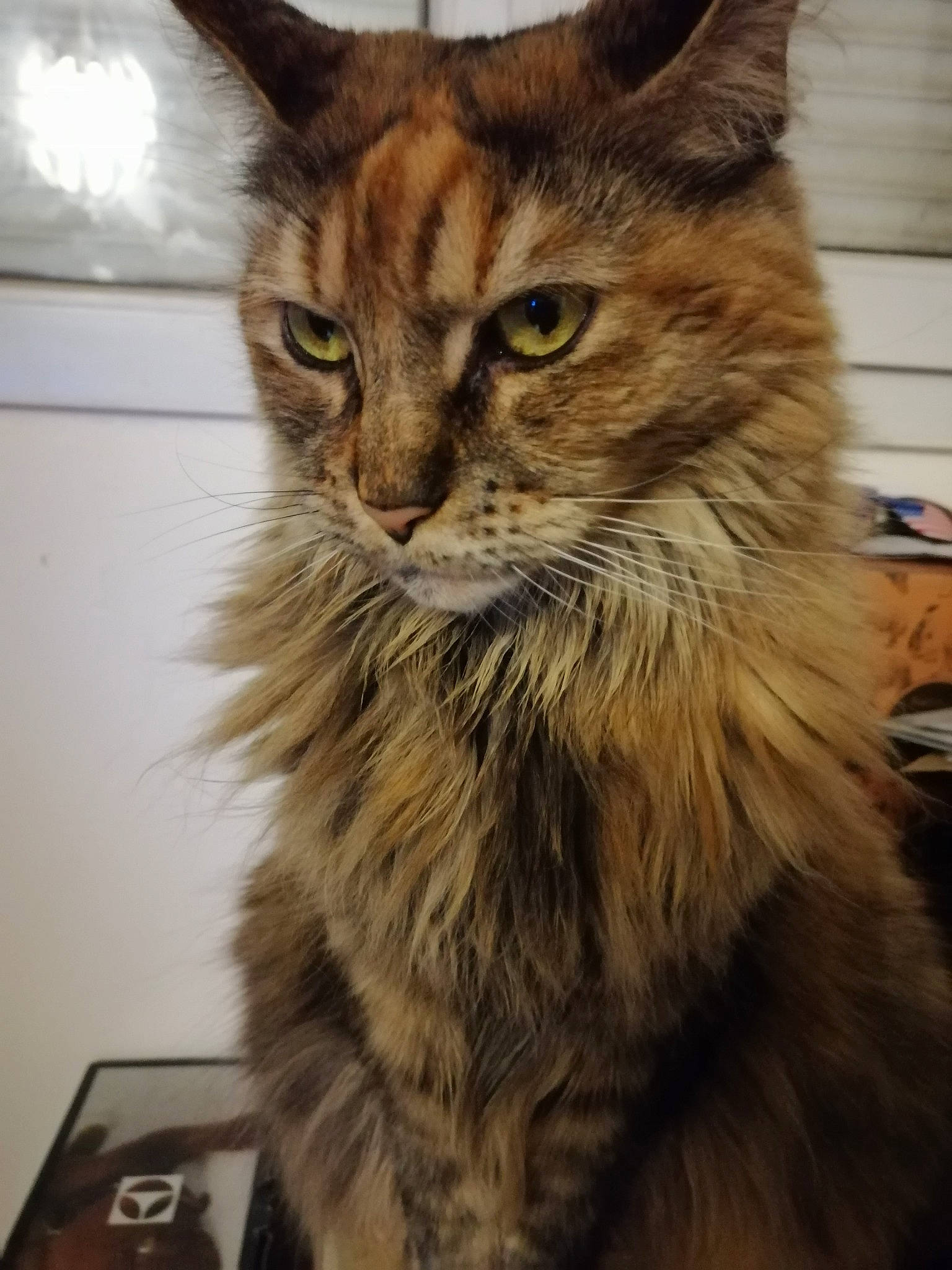 Moonlight a rejoint le concours — aidez-le/la à gagner de superbes lots ! carnivore, cat, domestic_long_haired_cat, fawn, felidae, fur, iris, maine_coon, pet_supply, small_to_medium_sized_cats, snout, terrestrial_animal, vertebrate, whiskers, yellow