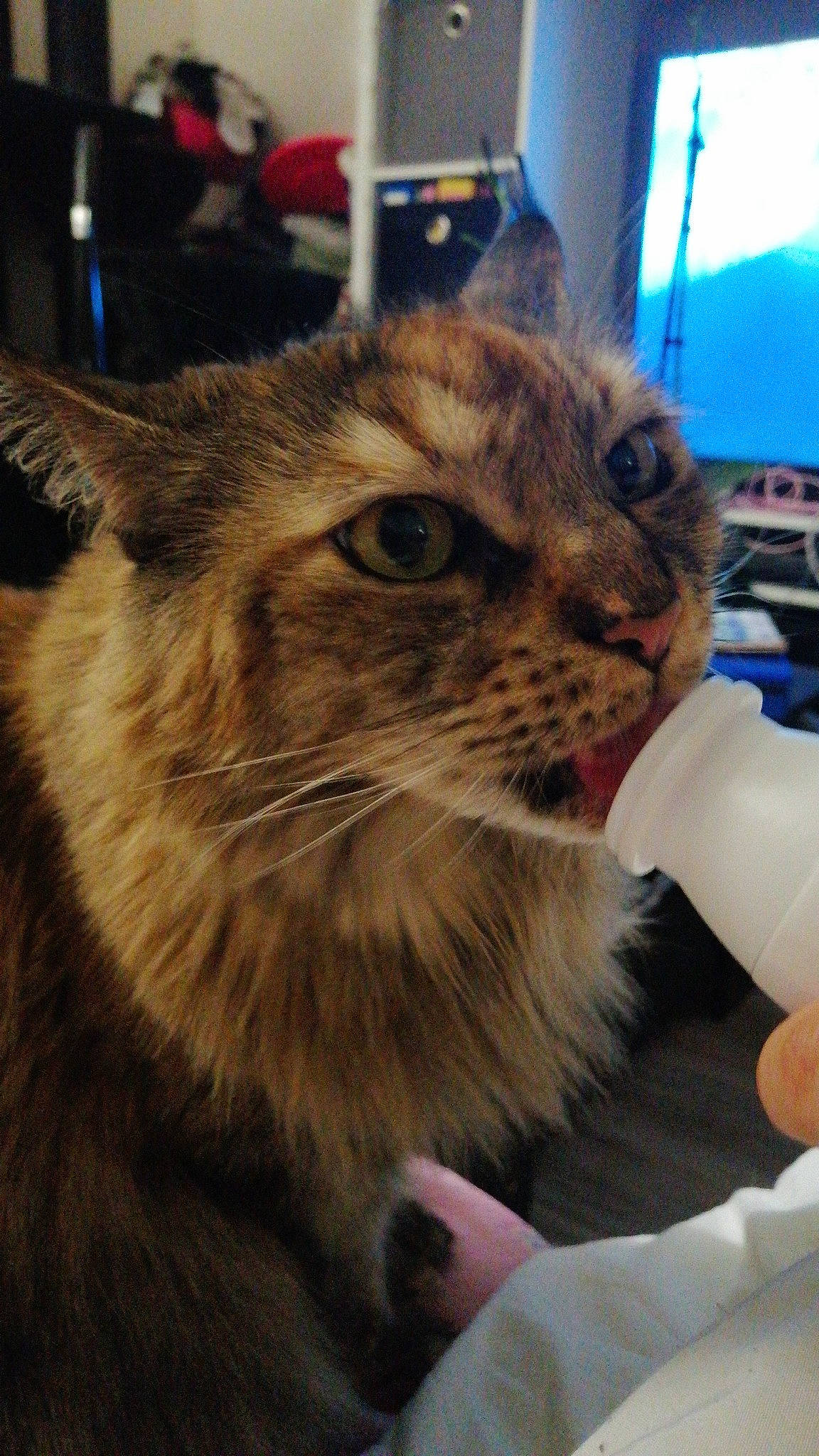 Moonlight participe au concours pour gagner de l'argent avec cette photo : carnivore, cat, domestic_short_haired_cat, fawn, felidae, fur, nail, small_to_medium_sized_cats, snout, terrestrial_animal, whiskers