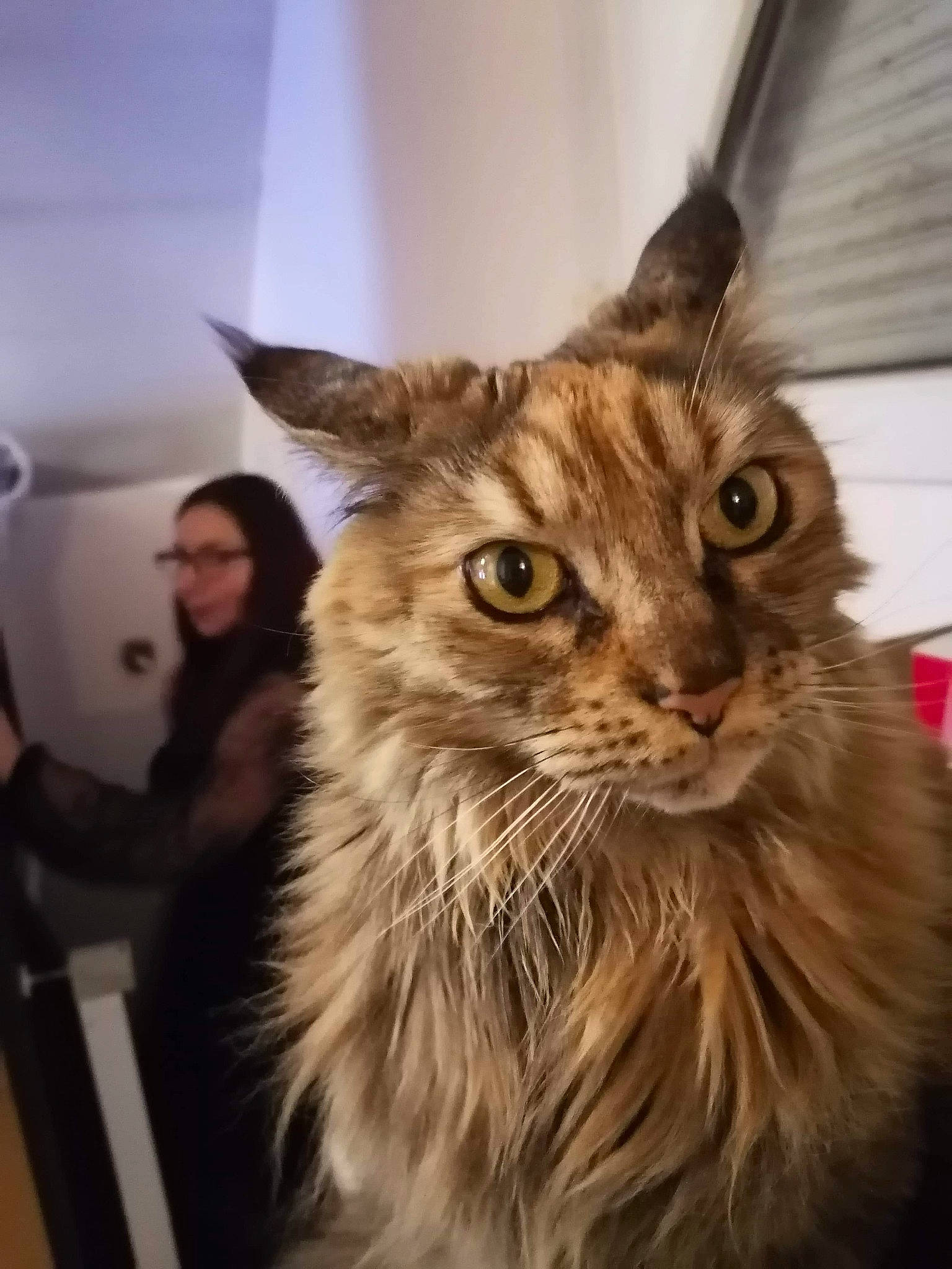 Moonlight participe au concours pour gagner de l'argent avec cette photo : blond, british_semi_longhair, brown, carnivore, cat, domestic_long_haired_cat, fawn, felidae, fur, iris, maine_coon, mammal, small_to_medium_sized_cats, snapshot, snout, terrestrial_animal, vertebrate, whiskers