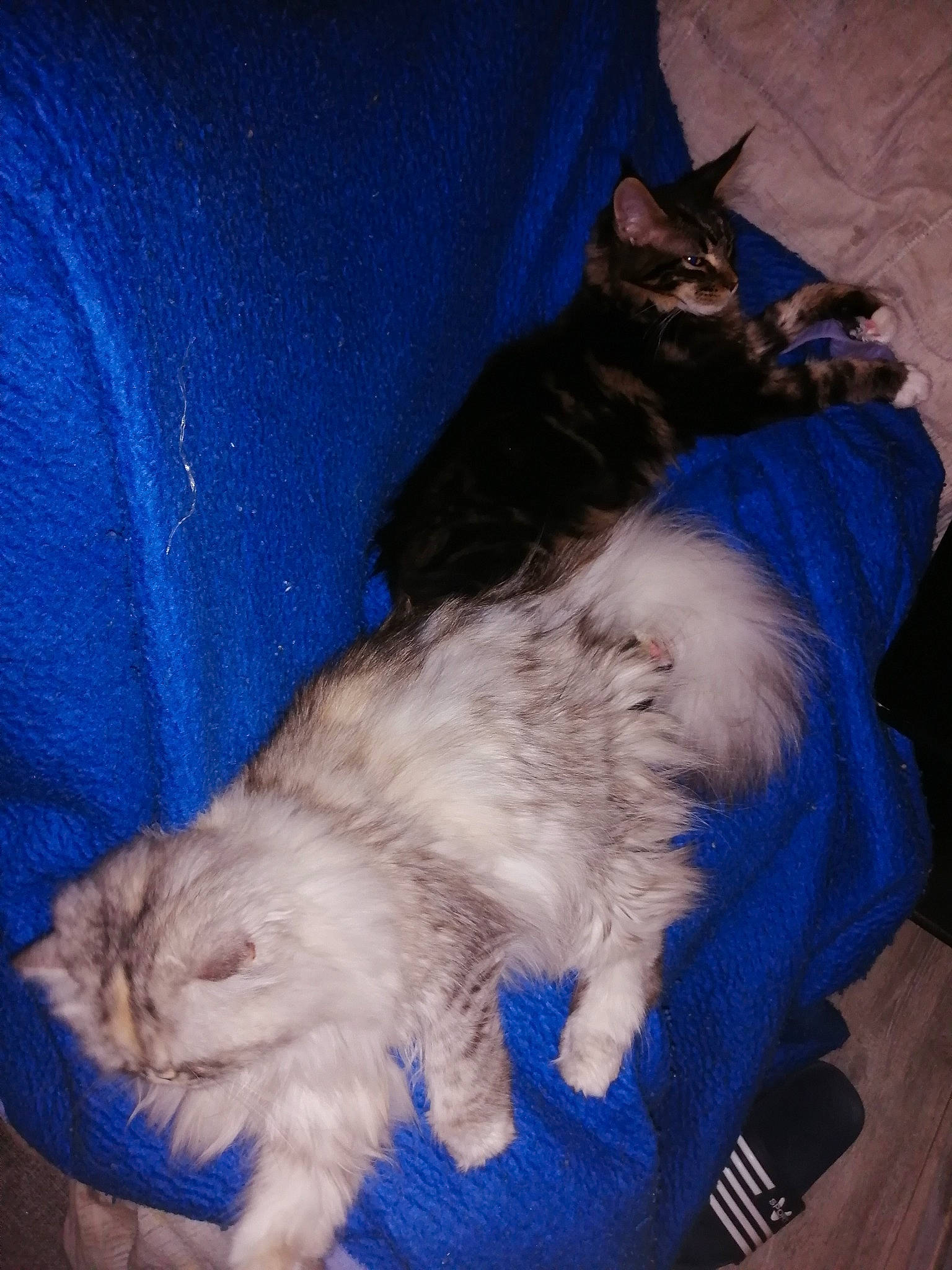 Raven participe au concours pour gagner de l'argent avec cette photo : blue, carnivore, cat, cobalt_blue, comfort, electric_blue, felidae, fur, small_to_medium_sized_cats, tail, vertebrate, whiskers