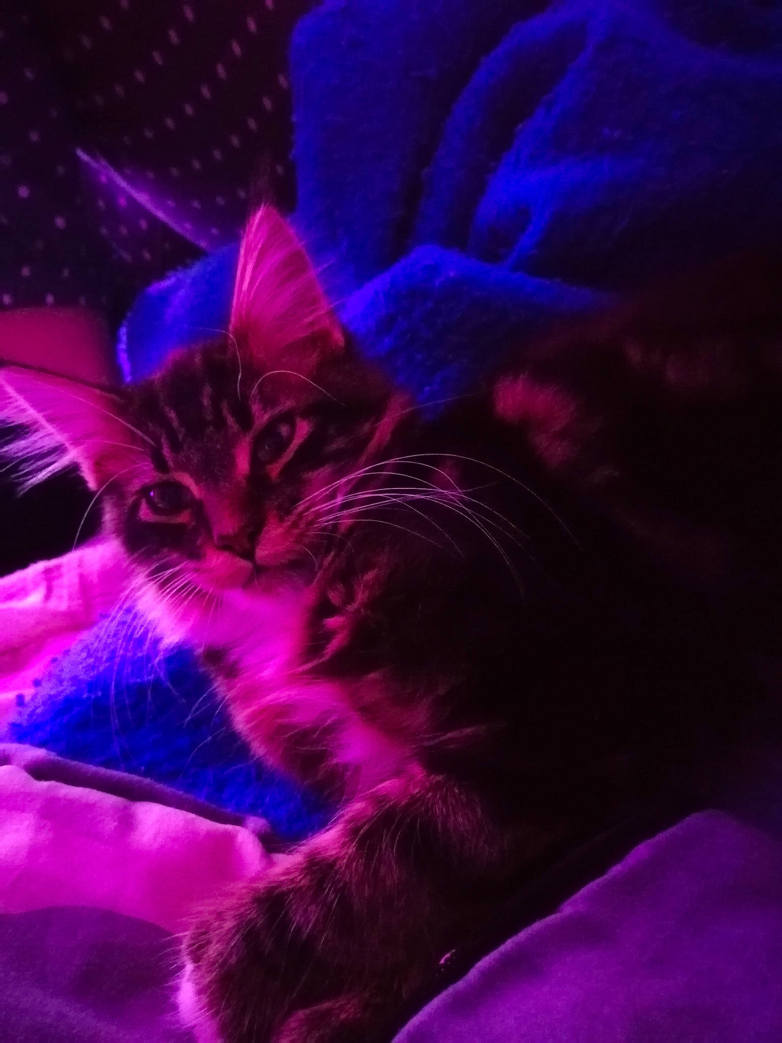 Raven participe au concours pour gagner de l'argent avec cette photo : blue, carnivore, cat, comfort, electric_blue, felidae, fur, magenta, purple, small_to_medium_sized_cats, violet, whiskers