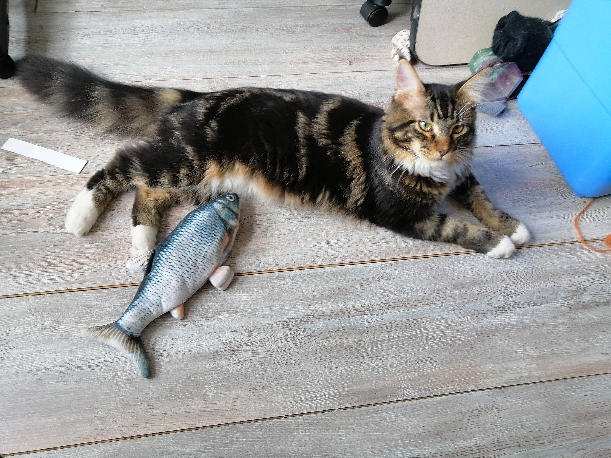 Raven participe au concours pour gagner de l'argent avec cette photo : carnivore, cat, claw, comfort, domestic_short_haired_cat, felidae, flooring, foot, fur, nap, paw, small_to_medium_sized_cats, snout, tail, terrestrial_animal, whiskers, wood