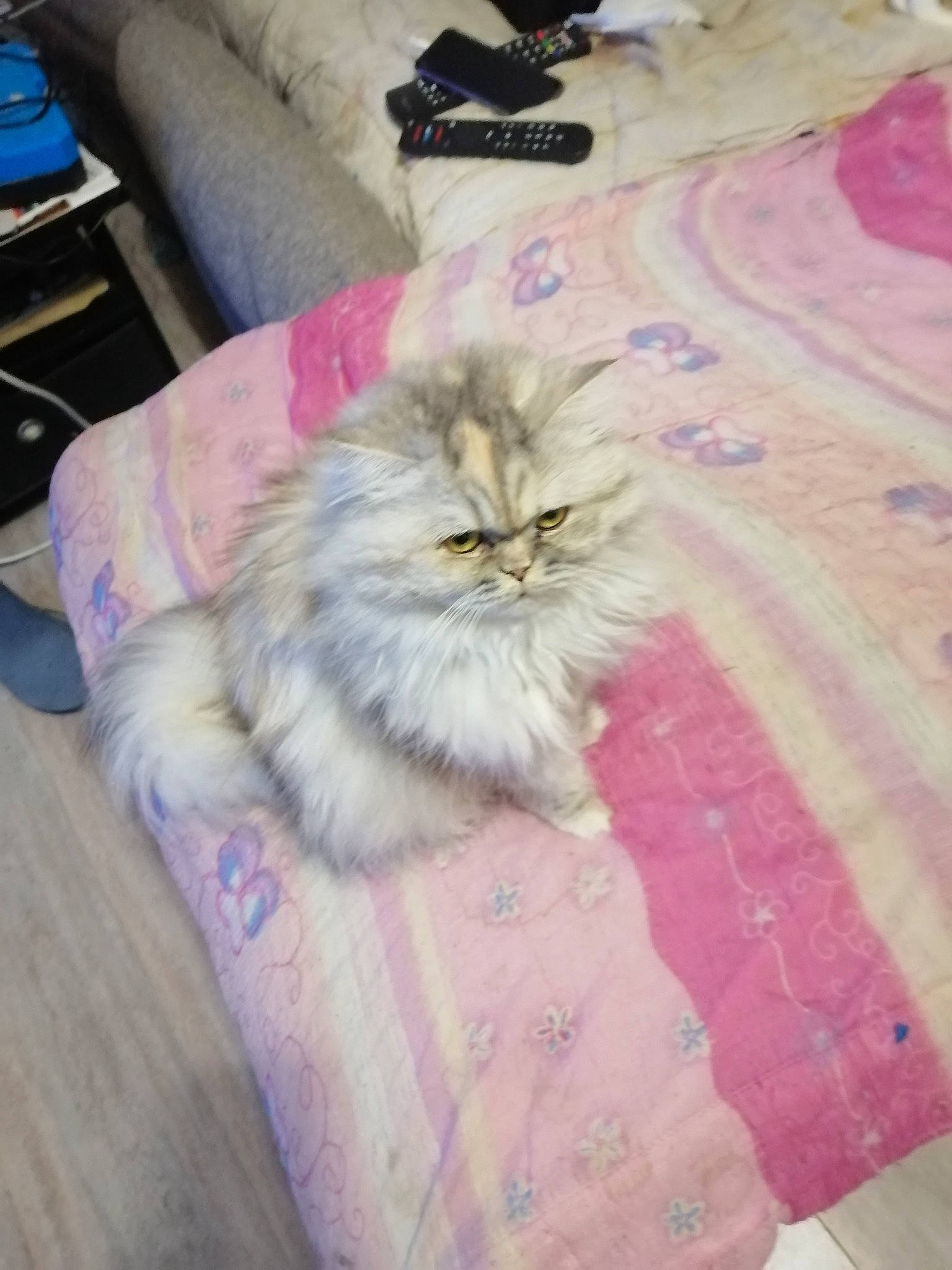 Plume participe au concours pour gagner de l'argent avec cette photo : bed_sheet, british_longhair, carnivore, cat, couch, domestic_long_haired_cat, felidae, fur, laminate_flooring, linens, living_room, peach, persian, pillow, pink, small_to_medium_sized_cats, textile, throw_pillow, whiskers, wood_flooring