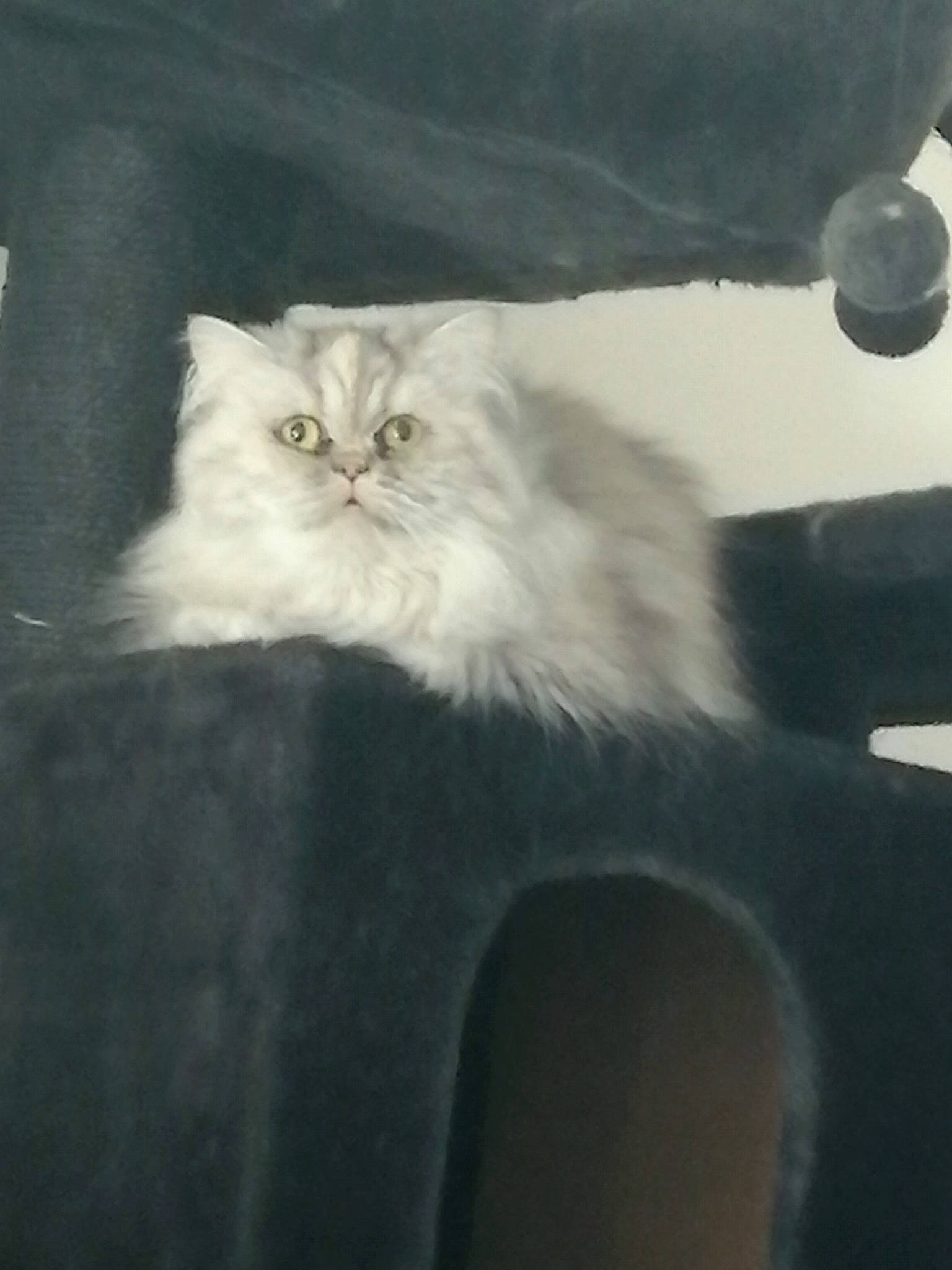 Plume participe au concours pour gagner de l'argent avec cette photo : british_longhair, carnivore, cat, comfort, darkness, eye, felidae, fur, monochrome_photography, paw, persian, plant, small_to_medium_sized_cats, snout, tail, terrestrial_animal, whiskers