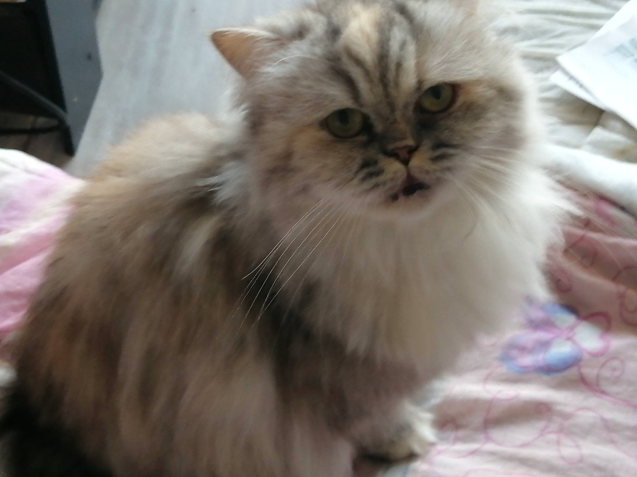 Plume a rejoint le concours — aidez-le/la à gagner de superbes lots ! asian_semi_longhair, british_longhair, british_semi_longhair, carnivore, cat, domestic_long_haired_cat, eye, felidae, himalayan, kitten, mammal, napoleon_cat, norwegian_forest_cat, persian, ragamuffin, ragdoll, siberian, small_to_medium_sized_cats, vertebrate, whiskers