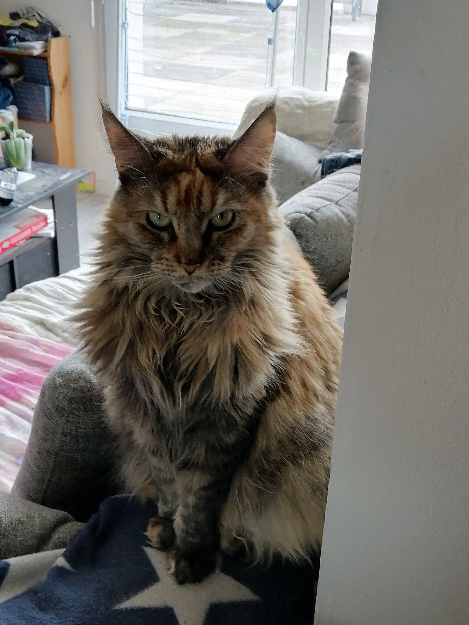 Moonligth Et Plume participe au concours pour gagner de l'argent avec cette photo : asian, carnivore, cat, cymric, domestic_long_haired_cat, domestic_short_haired_cat, dragon_li, european_shorthair, felidae, fur, kitten, maine_coon, mammal, norwegian_forest_cat, siberian, small_to_medium_sized_cats, tabby_cat, vertebrate, whiskers