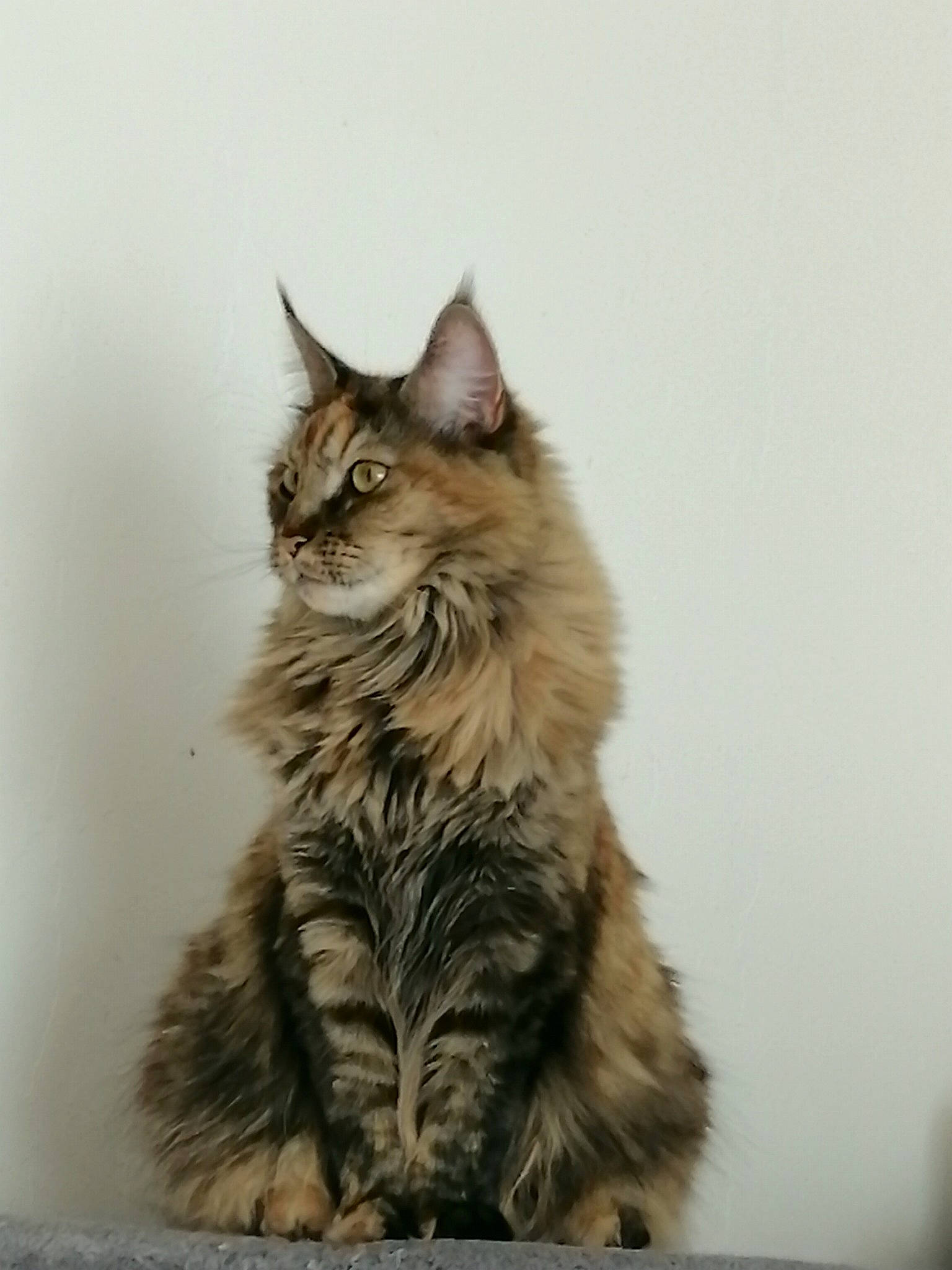 Moonligth Et Plume participe au concours pour gagner de l'argent avec cette photo : american_bobtail, asian, asian_semi_longhair, british_semi_longhair, carnivore, cat, domestic_long_haired_cat, dragon_li, european_shorthair, felidae, kitten, maine_coon, mammal, norwegian_forest_cat, ragamuffin, siberian, small_to_medium_sized_cats, tabby_cat, vertebrate, whiskers