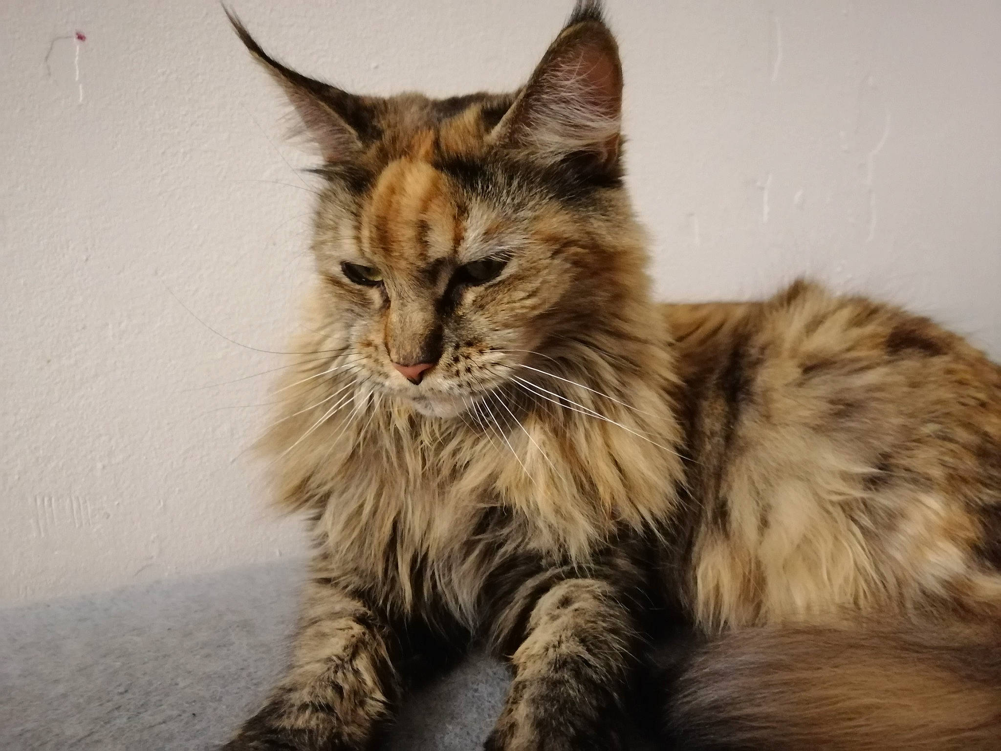 Moonligth Et Plume a rejoint le concours — aidez-le/la à gagner de superbes lots ! asian, asian_semi_longhair, carnivore, cat, domestic_long_haired_cat, dragon_li, european_shorthair, felidae, fur, kitten, maine_coon, mammal, norwegian_forest_cat, oriental_longhair, ragamuffin, siberian, small_to_medium_sized_cats, tabby_cat, vertebrate, whiskers