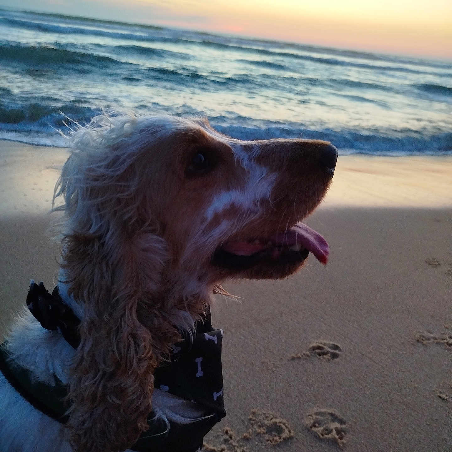 Snow a rejoint le concours — aidez-le/la à gagner de superbes lots ! animal, bandana, beach, canine, coast, curly_ears, dog, nature, ocean, outdoor, paw_prints, pet, relaxation, sand, shore, sky, sunset, tongue_out, water, waves
