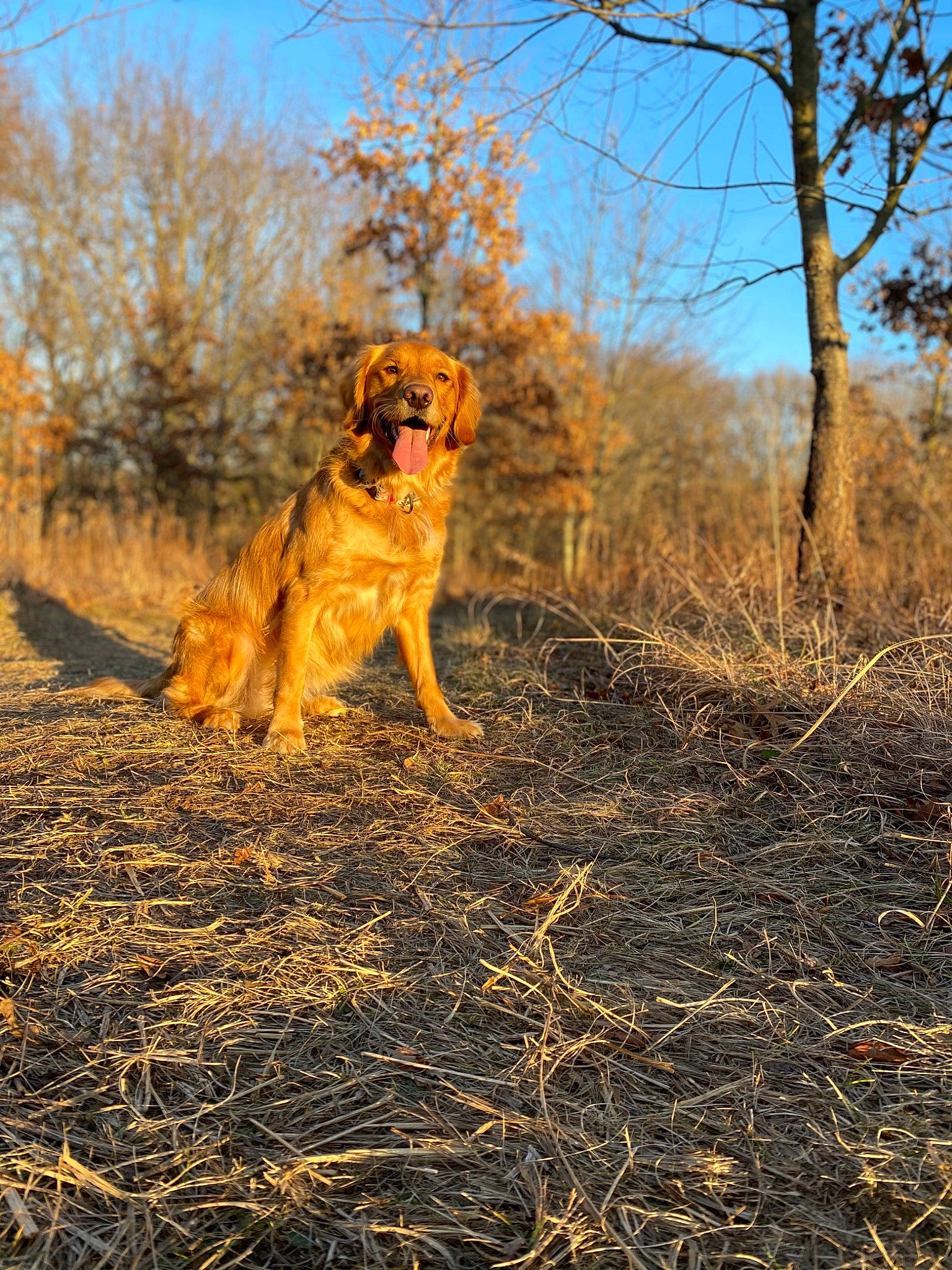 Cali is registered to the contest to win money with this photo: autumn, canidae, carnivore, companion_dog, dog, dog_breed, fawn, hunting_dog, liver, retriever, sporting_group, straw, tail, twig, working_animal, working_dog