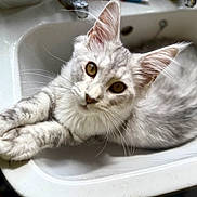 Pipkin joined the competition — help win amazing prizes! cat, sink, animal, pet, gray_cat, white_sink, fur, whiskers, paws, cute, domestic_cat, curious, relaxed, indoor, closeup, portrait, feline, laying_down, household, eyes