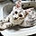 Pipkin