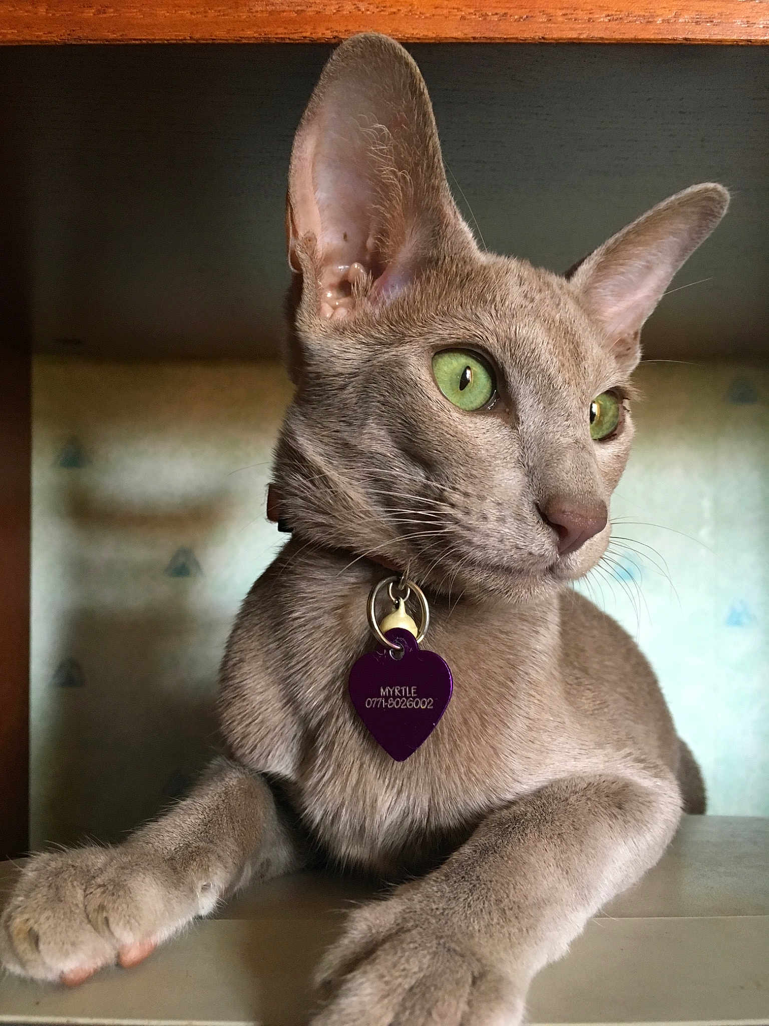Myrtle