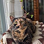 Kimchi joined the competition — help win amazing prizes! cat, tortoiseshell_cat, pet, animal, indoor, basket, blanket, green_eyes, fur, whiskers, plant, vine, cozy, relaxed, portrait, window, natural_light, furniture, home, closeup