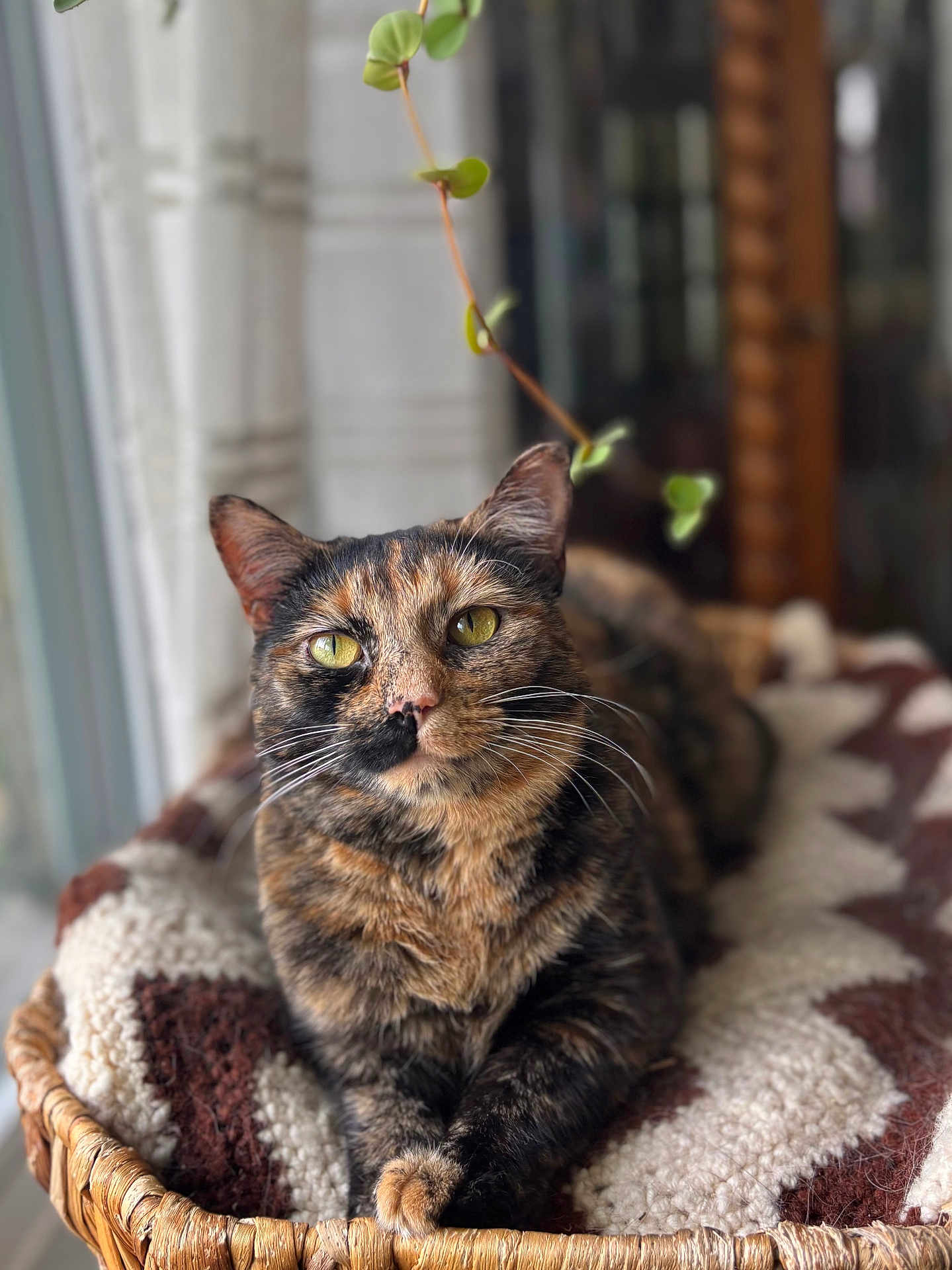 Kimchi