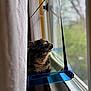 Kimchi is registered to the contest to win money with this photo: cat, tortoiseshell, window, indoor, pet, animal, perch, feline, curious, looking_out, daylight, soft_light, blurred_background, resting, domestic, whiskers, ears, side_view, hammock, curtain