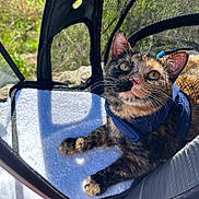 Kimchi is registered to the contest to win money with this photo: cat, tortoiseshell_cat, pet_carrier, mesh, harness, sunlight, outdoor, curious, animal, feline, whiskers, ears, fur, paws, resting, close_up, nature, shadow, texture, relaxing