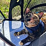 cat, tortoiseshell_cat, pet_carrier, mesh, harness, sunlight, outdoor, curious, animal, feline, whiskers, ears, fur, paws, resting, close_up, nature, shadow, texture, relaxing