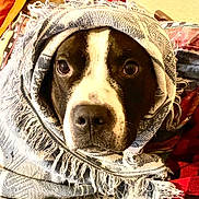 Dozer joined the competition — help win amazing prizes! animal, blanket, brown, close_up, cozy, cute, dog, expression, fabric, face, fringe, indoor, pattern, pet, portrait, snug, texture, warm, white, wrapped