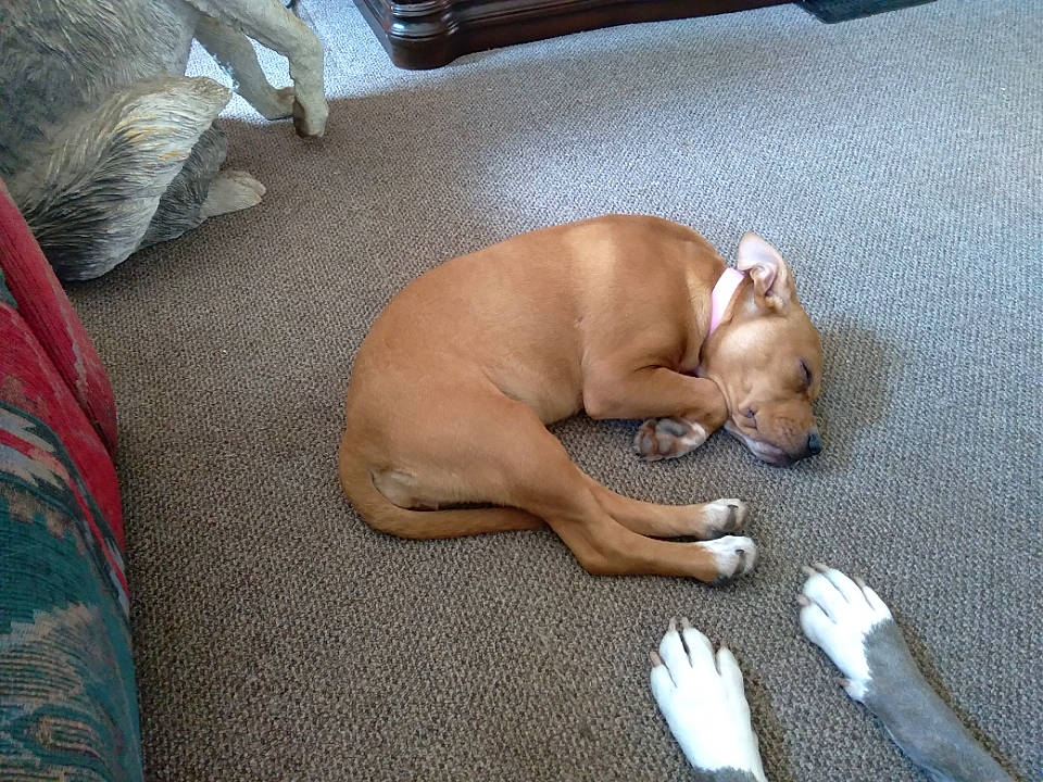 Shylo is registered to the contest to win money with this photo: canidae, carnivore, comfort, companion_dog, dog, dog_breed, dog_supply, fawn, flooring, hardwood, liver, non_sporting_group, paw, tail, toy_dog, wood, working_animal