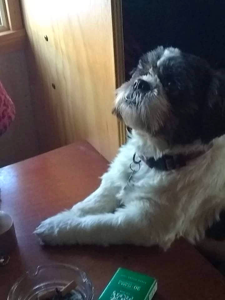 Minnie joined the competition — help win amazing prizes! carnivore, comfort, companion_dog, curtain, dog, dog_breed, felidae, fur, hardwood, small_terrier, small_to_medium_sized_cats, snout, table, tableware, tail, terrestrial_animal, terrier, toy_dog, whiskers, working_animal