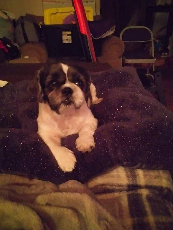 Minnie is registered to the contest to win money with this photo: canidae, carnivore, chair, cloud, comfort, companion_dog, couch, dog, dog_breed, fawn, floor, flooring, fur, furniture, room, snout, sporting_group, toy_dog, whiskers, working_animal