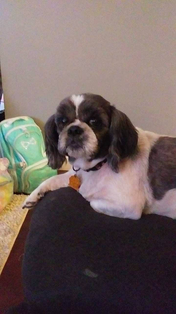 Minnie is registered to the contest to win money with this photo: canidae, carnivore, cavalier_king_charles_spaniel, chair, companion_dog, dog, dog_breed, fur, gun_dog, king_charles_spaniel, liver, personal_protective_equipment, snout, spaniel, sporting_group, tail, terrestrial_animal, toy_dog, whiskers, working_animal