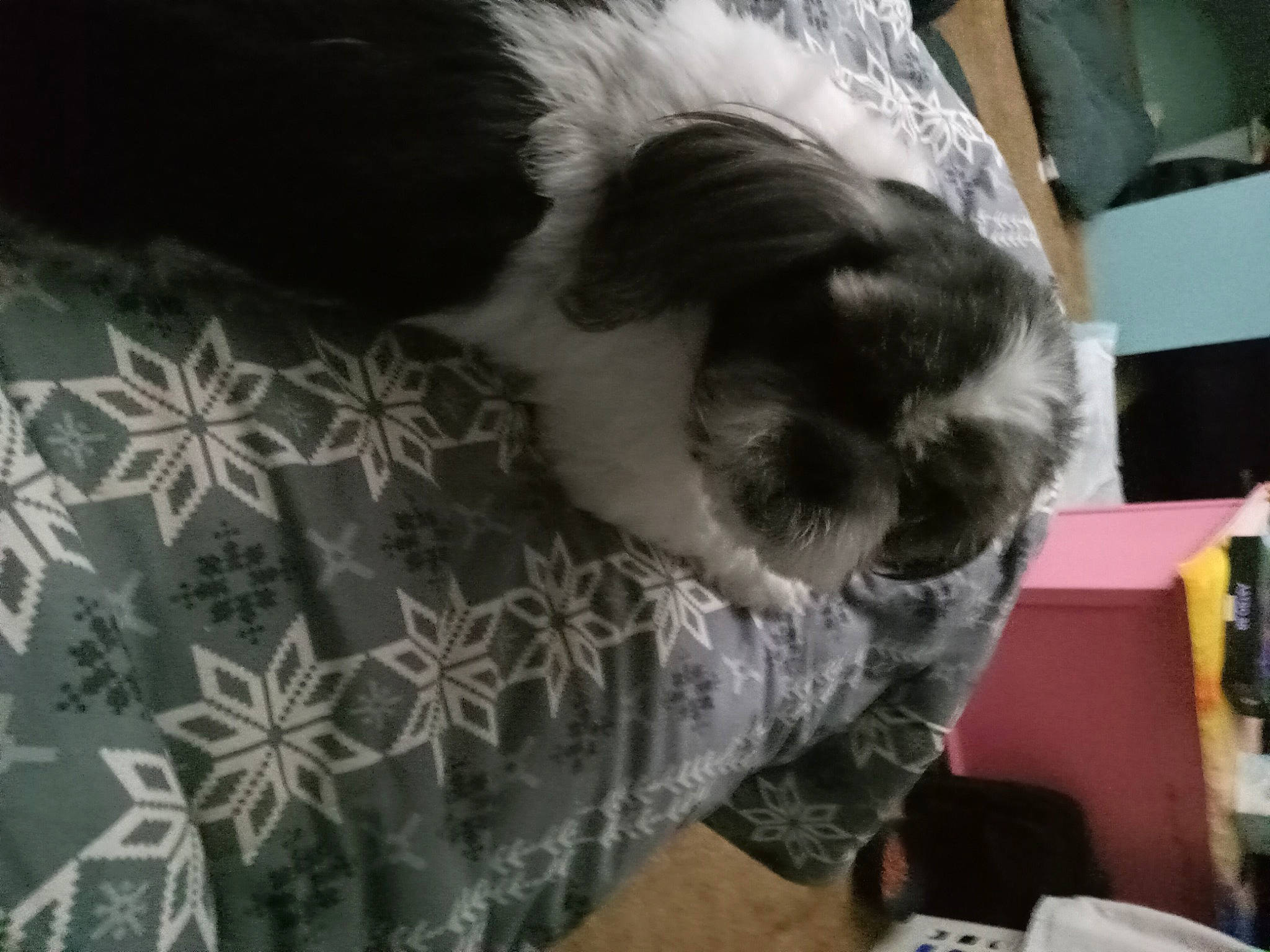 Minnie joined the competition — help win amazing prizes! canidae, carnivore, cat_supply, comfort, companion_dog, dog_breed, fawn, felidae, fur, linens, nap, pattern, paw, room, small_to_medium_sized_cats, snout, sporting_group, tail, toy_dog, whiskers