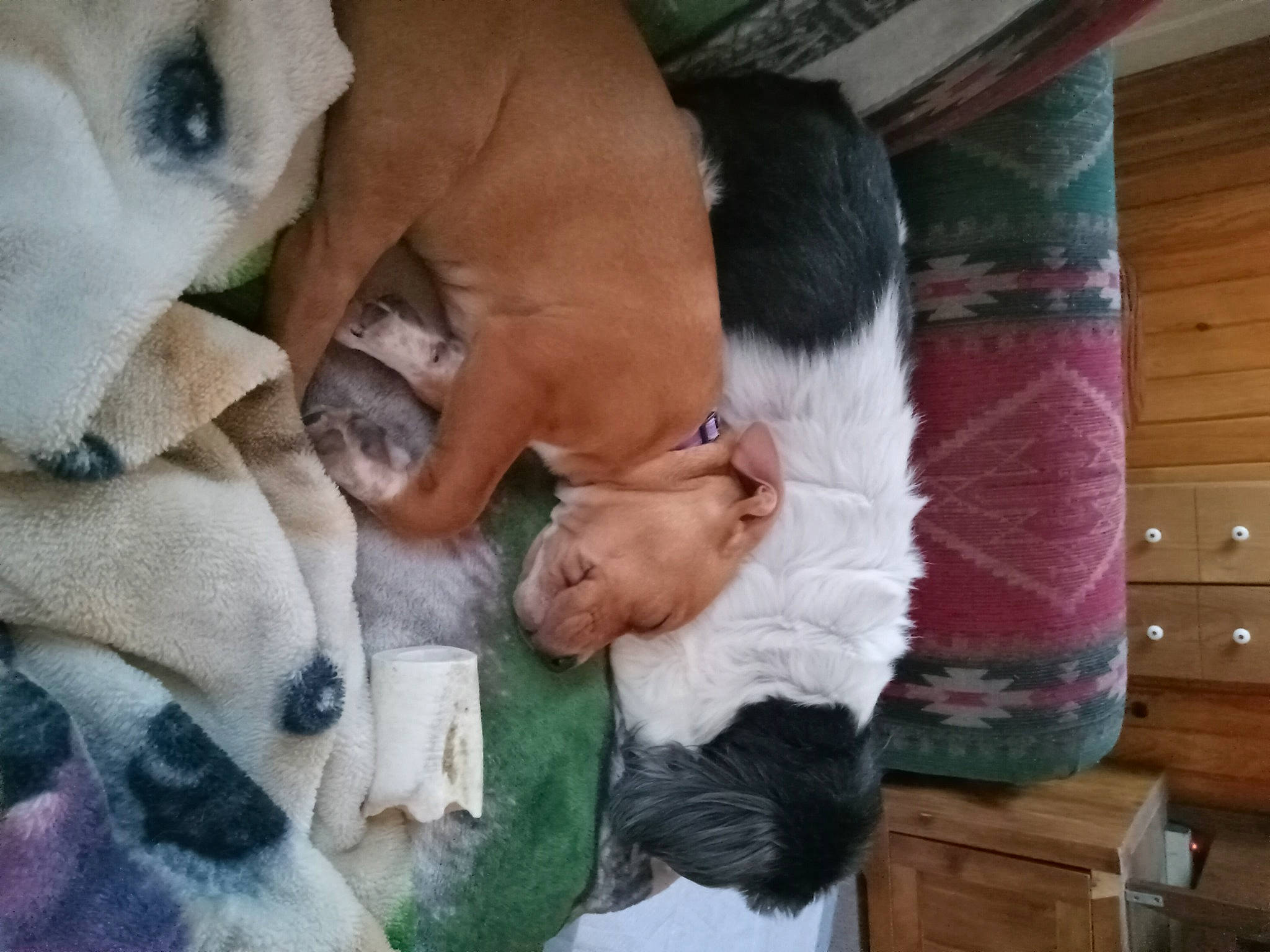 Minnie joined the competition — help win amazing prizes! canidae, carnivore, comfort, companion_dog, dog, dog_breed, fawn, fur, hardwood, linens, mammal, nap, non_sporting_group, snout, sporting_group, toy, whiskers, wood, working_animal