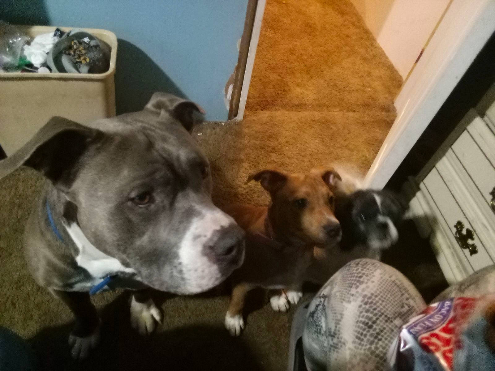 Aries joined the competition — help win amazing prizes! canidae, carnivore, collar, comfort, companion_dog, dog, dog_breed, dog_supply, fawn, flooring, non_sporting_group, puppy, snout, sporting_group, whiskers, wood, working_animal