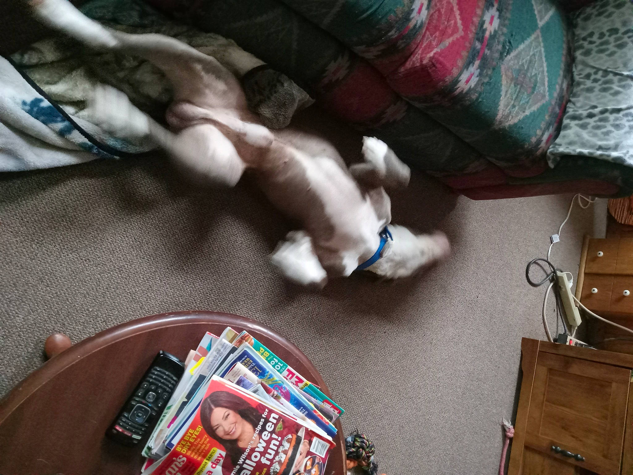 Aries joined the competition — help win amazing prizes! bag, box, cabinetry, carmine, comfort, companion_dog, fashion_accessory, felidae, fur, human_leg, lap, luggage_and_bags, nail, publication, room, small_to_medium_sized_cats, textile, whiskers, wood, wrist