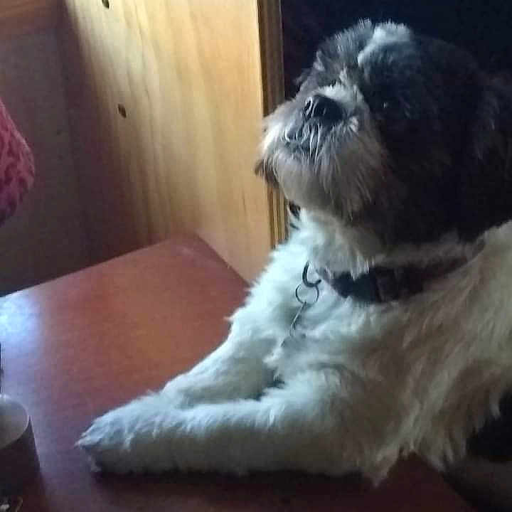 Minnie joined the competition — help win amazing prizes! affenpinscher, animal, book, canine, diningtable, document, dog, furniture, herbal, herbs, idcards, indoors, passport, pet, plant, pottedplant, publication, puppy, table, text