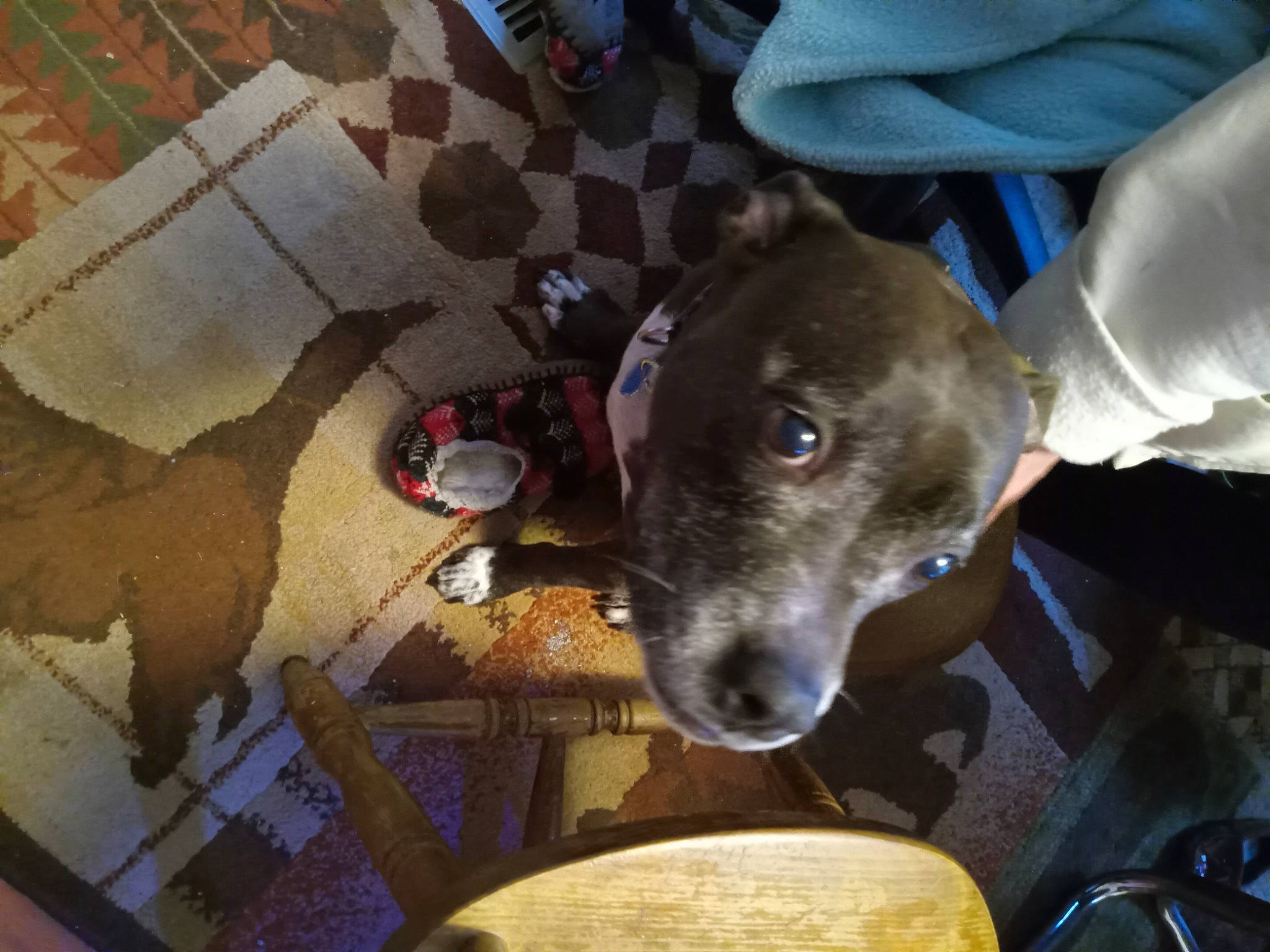 Nikki is registered to the contest to win money with this photo: canidae, carnivore, collar, companion_dog, dog, dog_breed, fawn, flooring, non_sporting_group, rampur_greyhound, sighthound, snout, sporting_group, terrestrial_animal, whiskers, working_animal