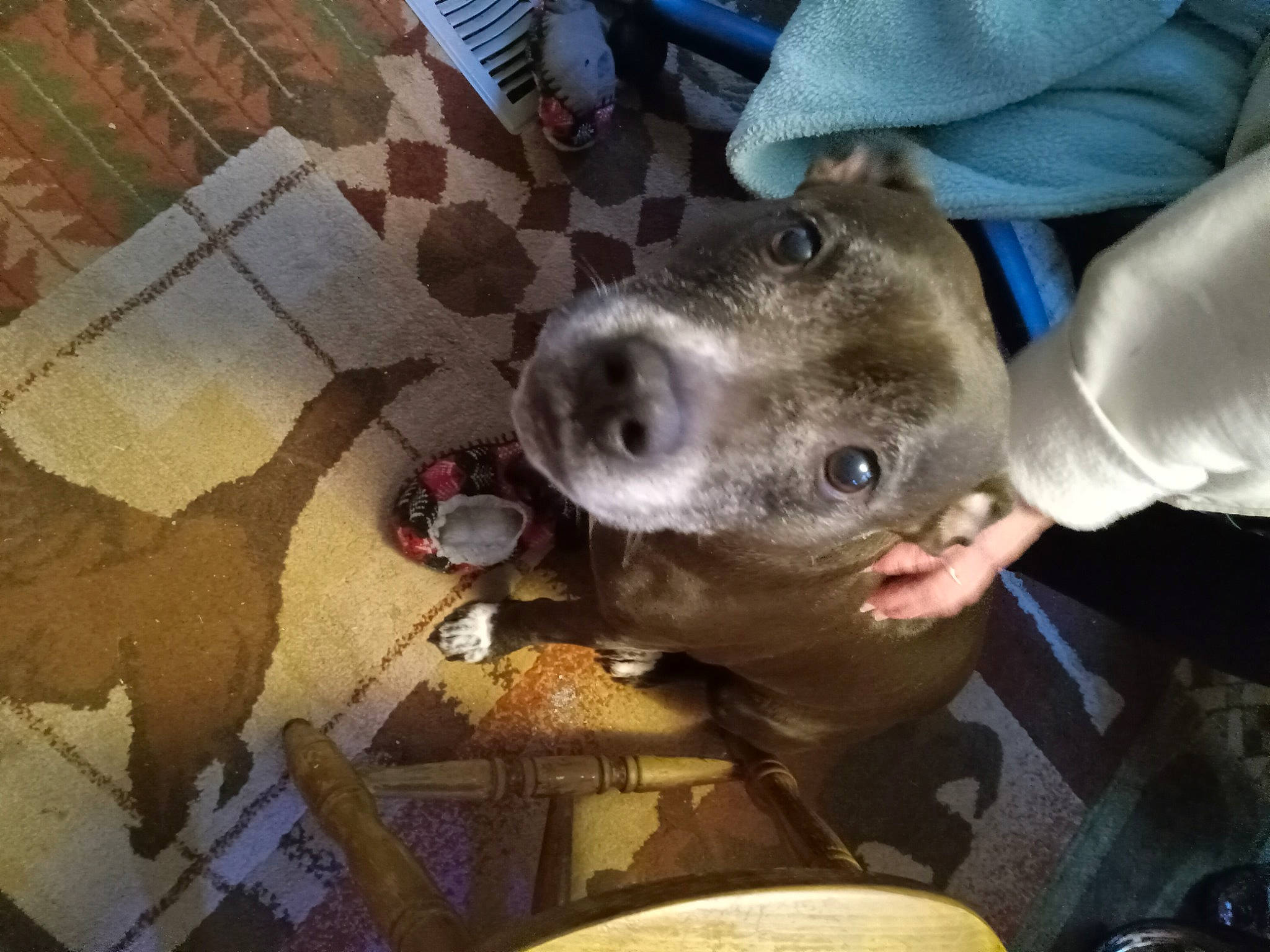 Nikki joined the competition — help win amazing prizes! canidae, carnivore, companion_dog, dog, dog_breed, fawn, flooring, fur, hardwood, liver, metal, non_sporting_group, selfie, snout, sporting_group, vertebrate, whiskers, wood, working_animal