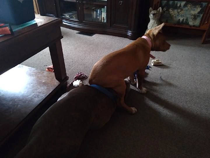 Shylo is registered to the contest to win money with this photo: carnivore, comfort, companion_dog, dog, dog_breed, fawn, floor, flooring, foot, hardwood, human_leg, non_sporting_group, sitting, snout, tail, thigh, wood, working_animal