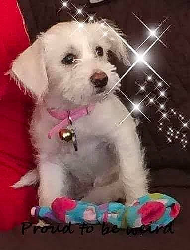 Bailey Buns joined the competition — help win amazing prizes! canidae, carnivore, collar, companion_dog, dog, dog_breed, dog_collar, dog_supply, event, fur, non_sporting_group, pattern, paw, pink, small_terrier, snout, sporting_group, toy_dog, water_dog, working_animal