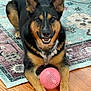 Tuxedo joined the competition — help win amazing prizes! animal, brown_and_black, canine, dog, domestic_animal, ears_up, floor, front_paws, fur, happy, indoor, looking_at_camera, lying_down, pet, pink_ball, playful, rug, smiling, toy, wood_floor