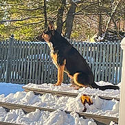 Tuxedo joined the competition — help win amazing prizes! animal, bench, black_and_tan, canine, cold, daylight, dog, fence, frozen, nature, outdoor, peaceful, pet, quiet, sitting, snow, sunlight, trees, winter, yard