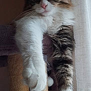 Ayna a rejoint le concours — aidez-le/la à gagner de superbes lots ! animal, cat, cat_tree, closeup, cozy, curious, curtain, cute, feline, fluffy, fur, home, indoor, mammal, paws, pet, relaxed, stretching, whiskers, window