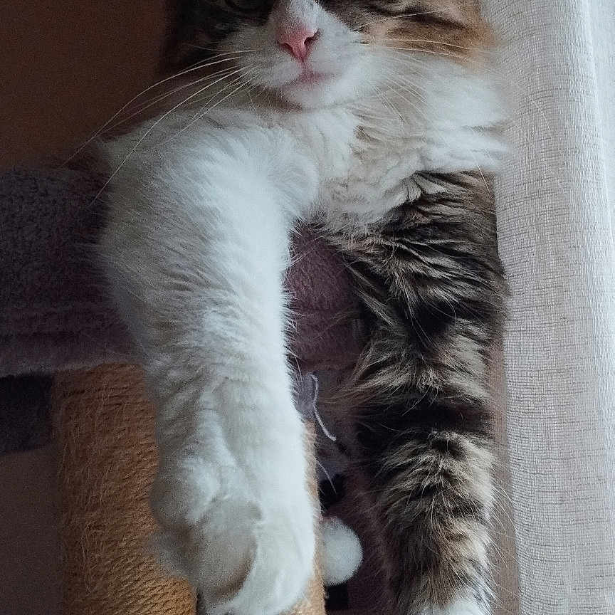 Ayna