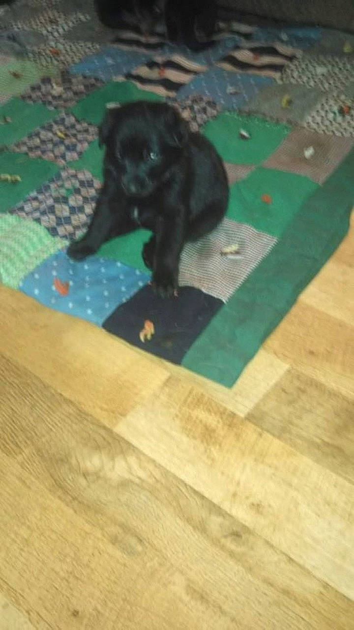 Delilah joined the competition — help win amazing prizes! carnivore, companion_dog, dog, dog_breed, floor, flooring, guard_dog, gun_dog, hardwood, laminate_flooring, plank, plywood, tail, terrestrial_animal, tints_and_shades, toy_dog, wood, wood_flooring, wood_stain, working_animal