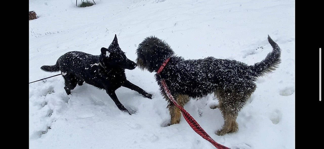 Delilah is registered to the contest to win money with this photo: canidae, carnivore, collar, dog, dog_breed, dog_collar, dog_supply, freezing, fur, leash, pack_animal, pet_supply, snout, snow, sporting_group, tail, water_dog, winter, working_animal, working_dog