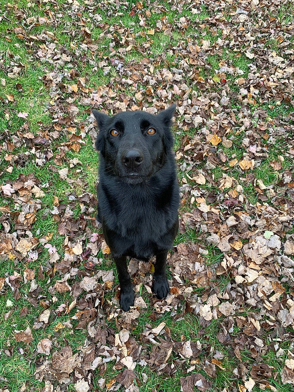 Delilah joined the competition — help win amazing prizes! art, canidae, carnivore, companion_dog, dog, dog_breed, fawn, fur, grass, groundcover, non_sporting_group, plant, soil, sporting_group, tail, terrestrial_animal, tree, wildlife, working_animal