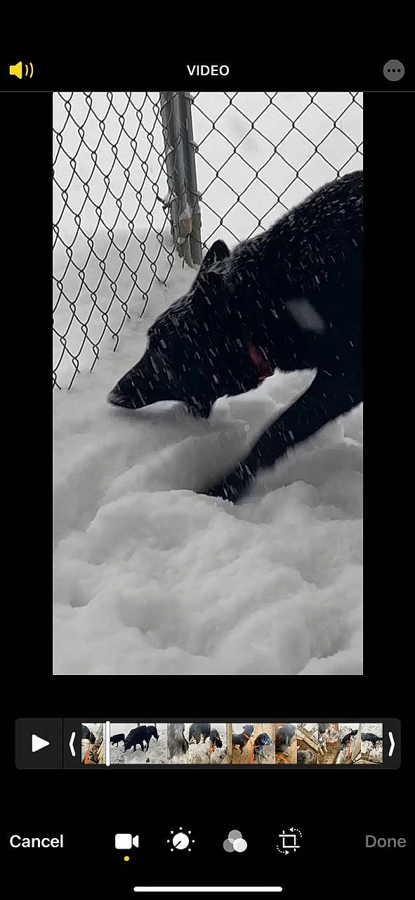 Delilah is registered to the contest to win money with this photo: black_and_white, display_device, fence, font, freezing, fur, gesture, landscape, mesh, monochrome, monochrome_photography, rectangle, rock, tints_and_shades, water_feature, wave, wind_wave, wing, winter, wire_fencing