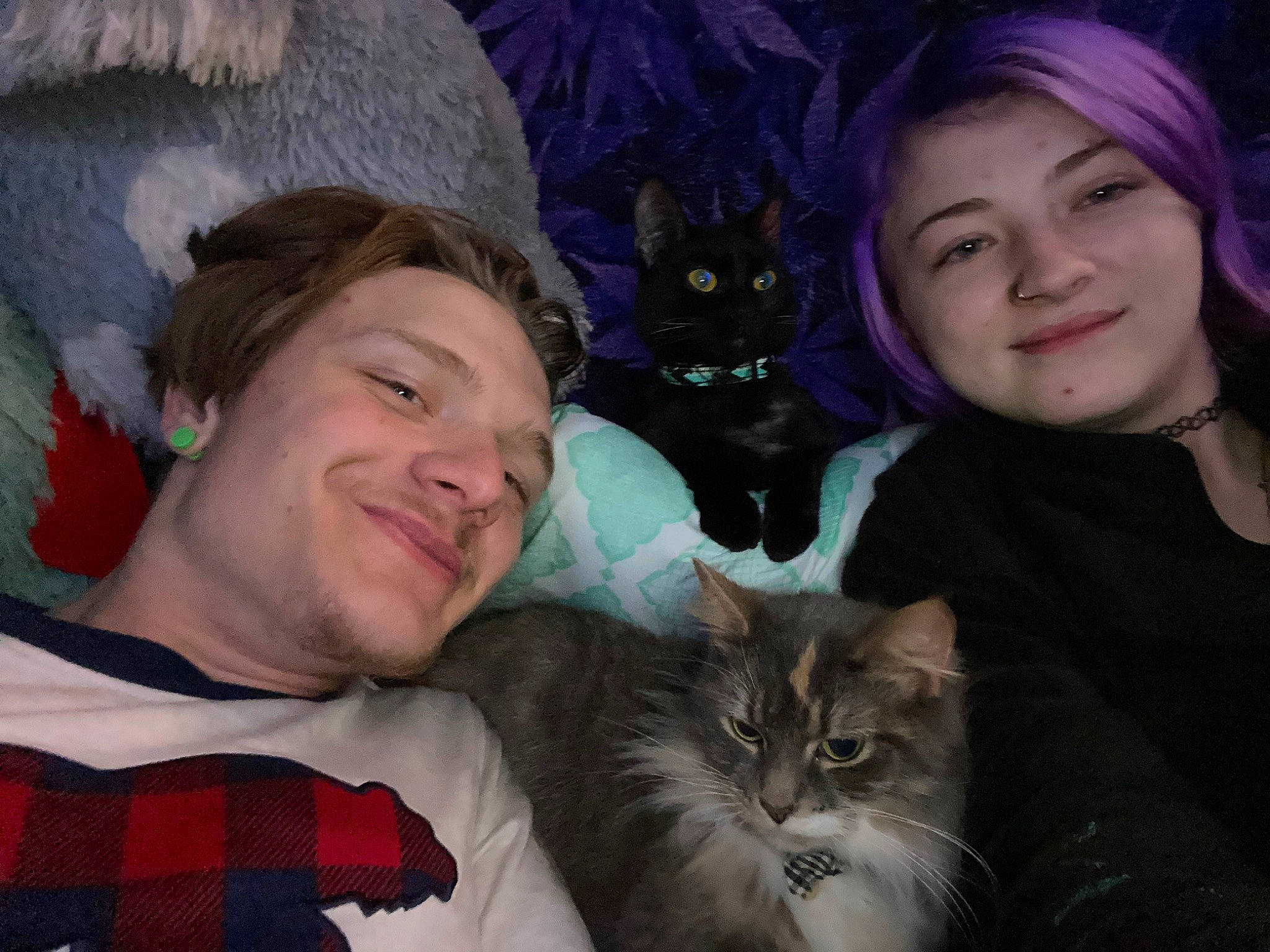 Mazikeen joined the competition — help win amazing prizes! carnivore, cat, ear, event, eye, facial_expression, fawn, felidae, friendship, fun, happy, head, iris, lap, organ, small_to_medium_sized_cats, smile, tartan, textile, whiskers