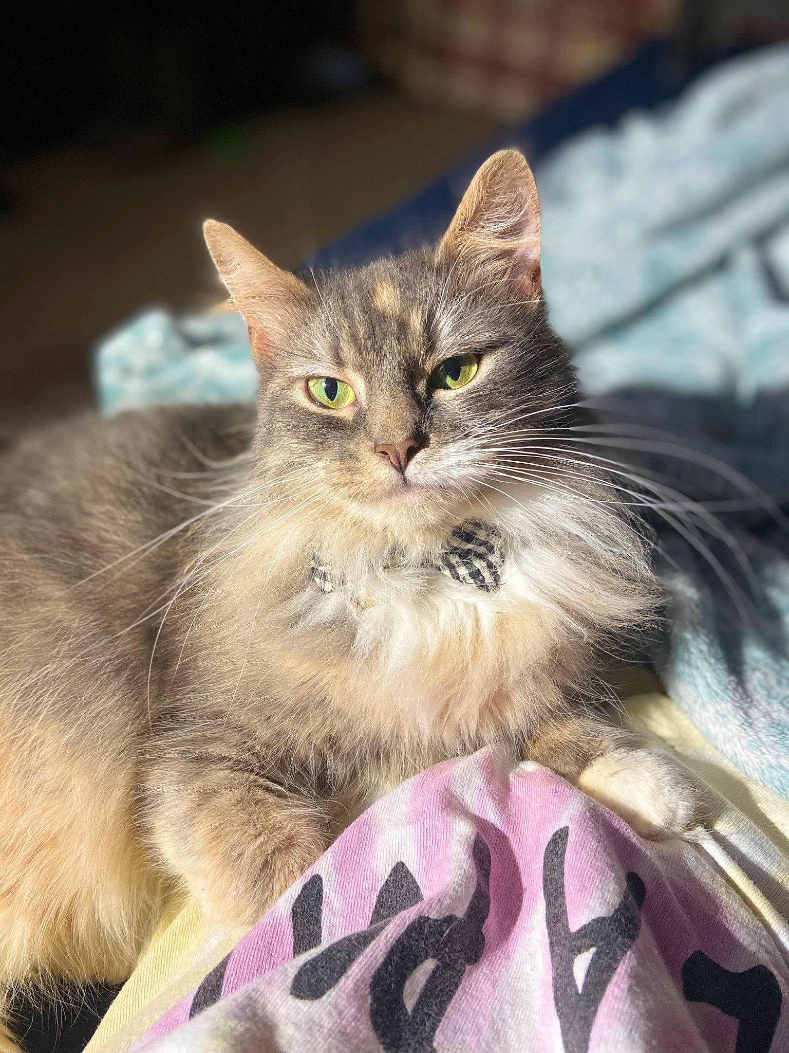 Mazikeen is registered to the contest to win money with this photo: carnivore, cat, claw, comfort, domestic_short_haired_cat, event, fawn, felidae, fur, paw, sitting, small_to_medium_sized_cats, snout, terrestrial_animal, whiskers, wildlife